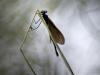 BlauflÃ¼gel-Prachtlibelle (Calopteryx virgo)