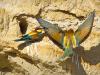 Bienenfresser (Merops apiaster)