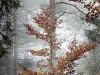 Herbst