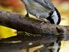 Tannenmeise (Parus ater)