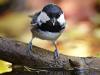 Tannenmeise (Parus ater)
