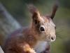 EichhÃ¶rnchen (Sciurus vulgaris)
