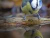 Blaumeise (Cyanistes caeruleus)