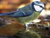 Blaumeise (Cyanistes caeruleus)