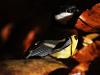 Kohlmeise (Parus major)