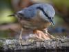 Kleiber (Sitta europaea)