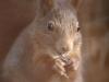 EichhÃ¶rnchen (Sciurus vulgaris)