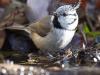 Haubenmeise (Lophophanes cristatus)