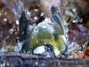 Kohlmeise (Parus major)