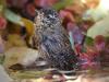 ZaunkÃ¶nig (Troglodytes troglodytes)