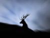 Rothirsch (Cervus elaphus)
