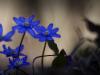LeberblÃ¼mchen (Hepatica nobilis)