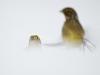 Goldammer (Emberiza citrinella)