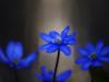 LeberblÃ¼mchen (Hepatica nobilis)