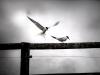 Fluss-Seeschwalbe (Sterna hirundo)