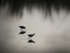 Darkbirds