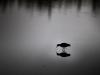 Darkbirds