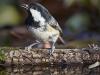 Tannenmeise (Parus ater)