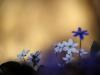 LeberblÃ¼mchen (Hepatica nobilis)