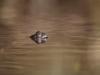 Frosch