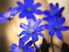 LeberblÃ¼mchen (Hepatica nobilis)