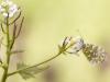 Aurorafalter (Anthocharis cardamines)