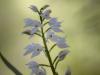 SchwertblÃ¤ttriges WaldvÃ¶glein ( Cephalanthera longifolia)