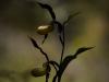 Gelber Frauenschuh (Cypripedium calceolus)