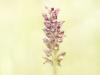 Wanzen-Knabenkraut (Anacamptis coriophora)