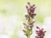 Wanzen-Knabenkraut (Anacamptis coriophora)