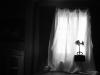 Blume am Fenster