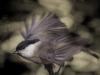 Sumpfmeise (Poecile palustris)