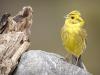 Goldammer (Emberiza citrinella)