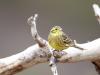 Goldammer (Emberiza citrinella)