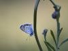 Fragile