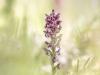 Wanzen-Knabenkraut (Anacamptis coriophora)