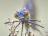 BlauflÃ¼gel-Prachtlibelle (Calopteryx virgo)