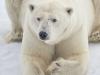 EisbÃ¤r (Ursus maritimus)