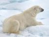 EisbÃ¤r (Ursus maritimus)