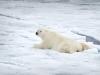 EisbÃ¤r (Ursus maritimus)